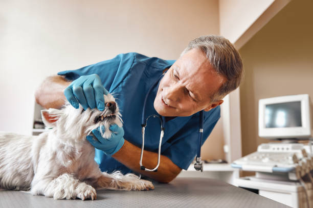 Best Dental Abscess Treatment in Pace, FL
